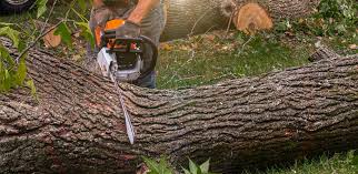 Best Emergency Tree Removal  in Newburgh, IN