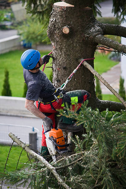 Best Hazardous Tree Removal  in Newburgh, IN